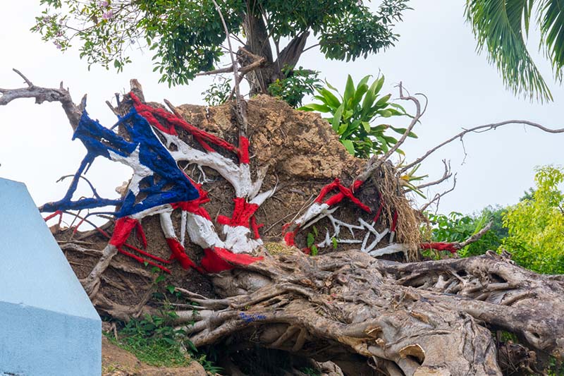 Painted Puerto Rico state flag on uprooted tree from Hurricane Maria in San Juan, Puerto Rico.