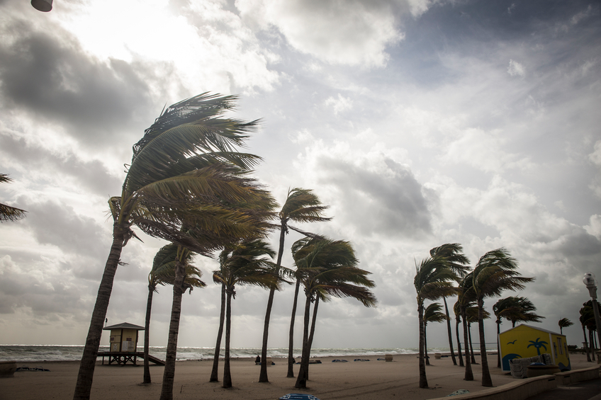 Palm Trees Before A Tropical Storm or Hurricane