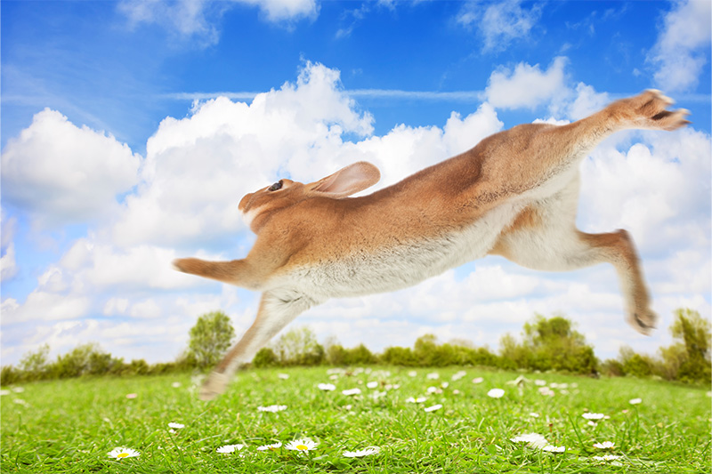 rabbit running