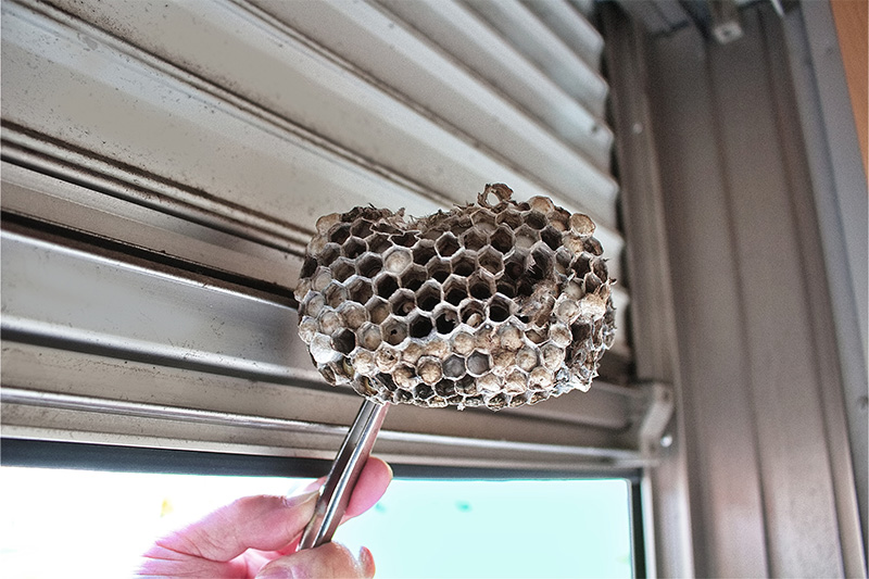 wasp nest