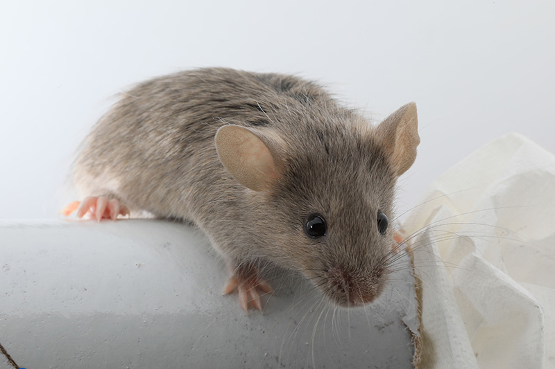 mouse