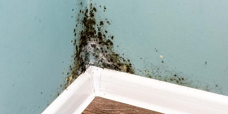 Black mould on wall closeup. House cleaning concept