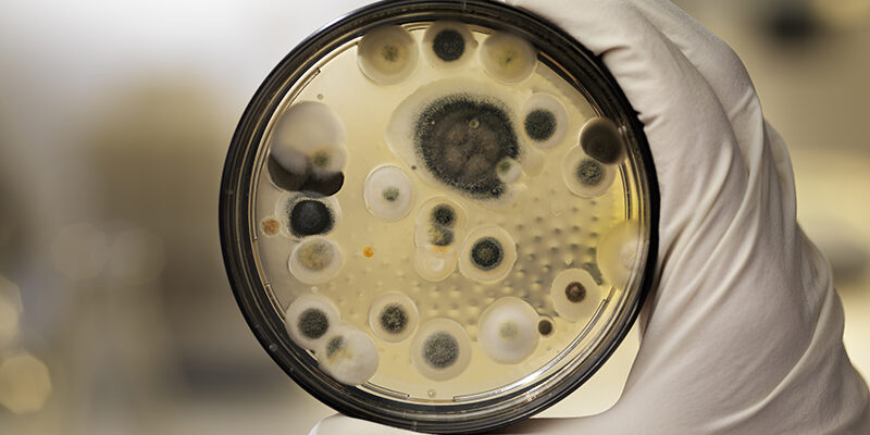 mold assessment