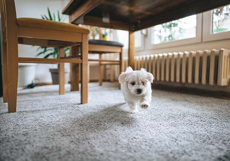 Cute little playful bichon frise running through house