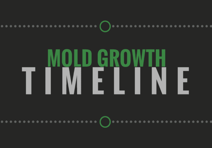 Mold-growth-timeline-thumb