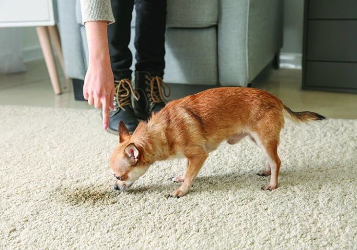 Owner scolding her dog for wet spot on carpet