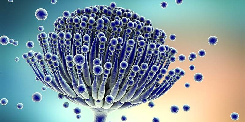 Black mold fungi Aspergillus which produce aflatoxins and cause pulmonary infection aspergillosis. 3D illustration