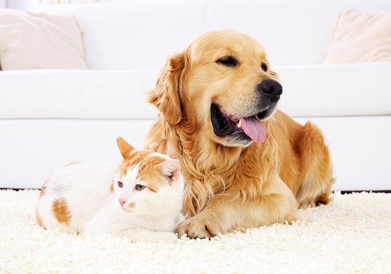 Friendship of dog and cat- resting together.