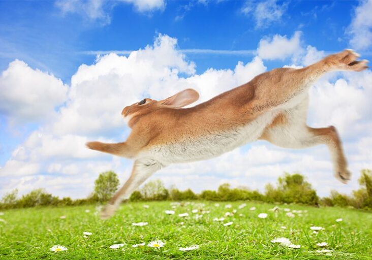 rabbit running