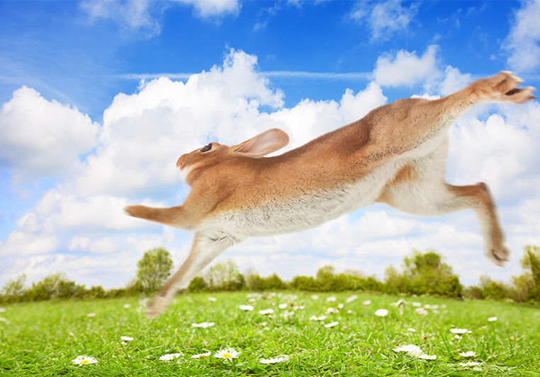 rabbit running