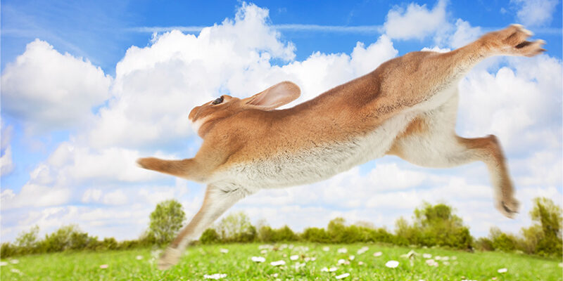 rabbit running