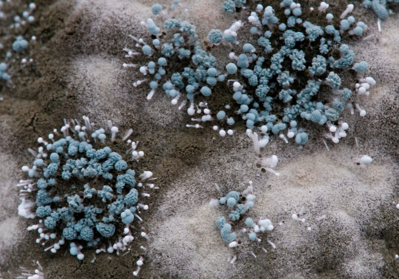 Macro of a penicillium species of mould growing on a lemon causing it to decay. A dramatic fungal landscape.