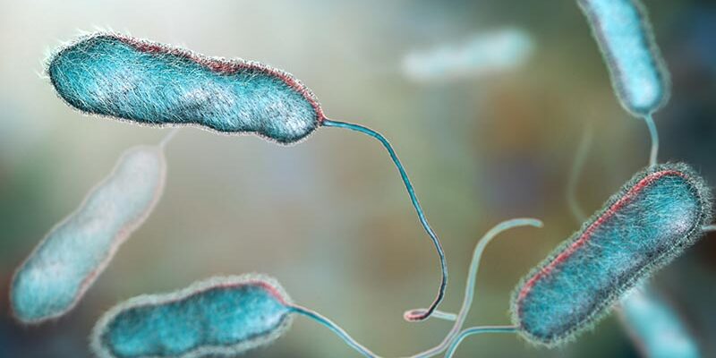 Legionella pneumophila bacterium, the causative agent of Legionnaire's disease, 3D illustration