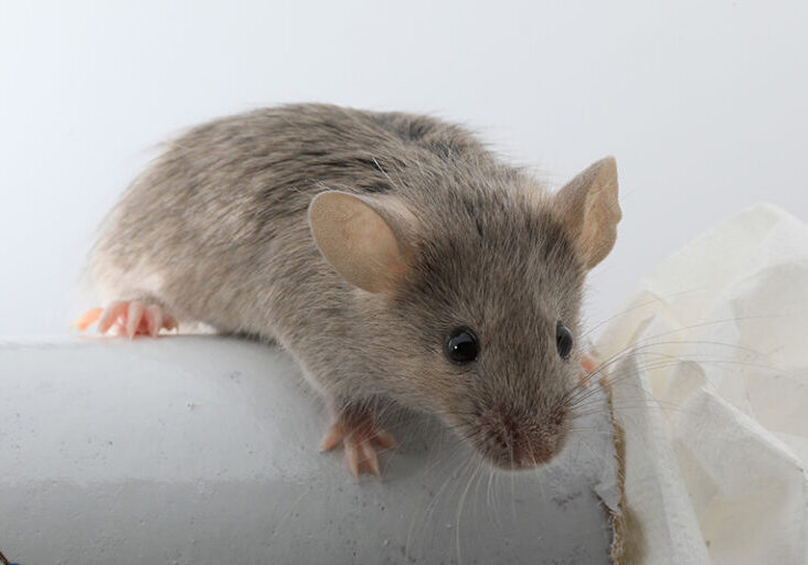 mouse