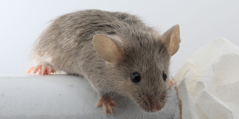 mouse
