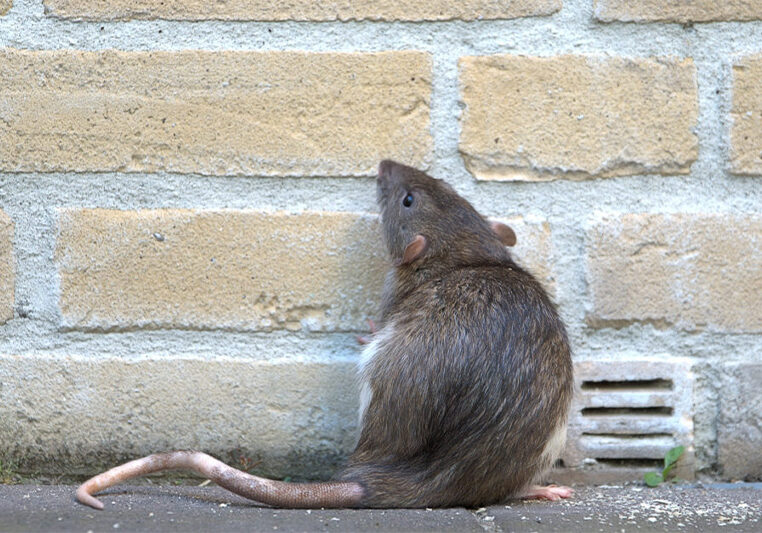 rat