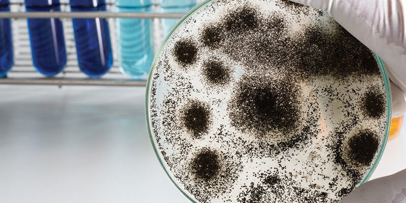 testing for mold