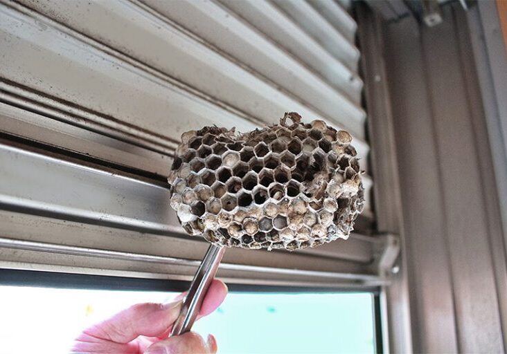wasp nest