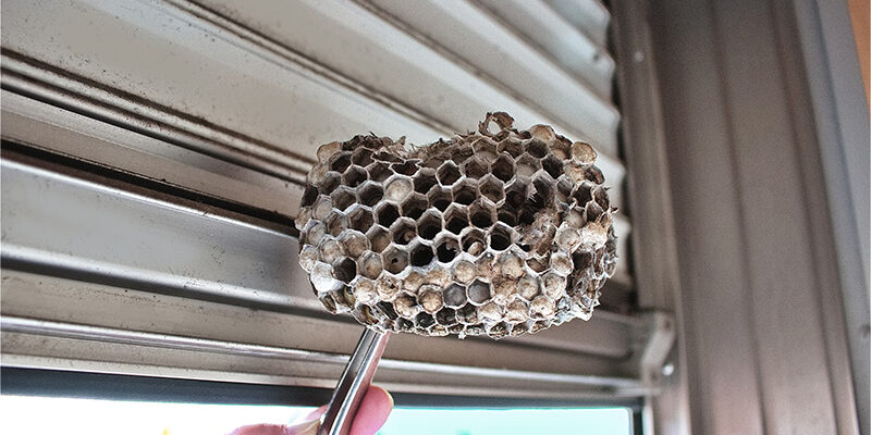wasp nest