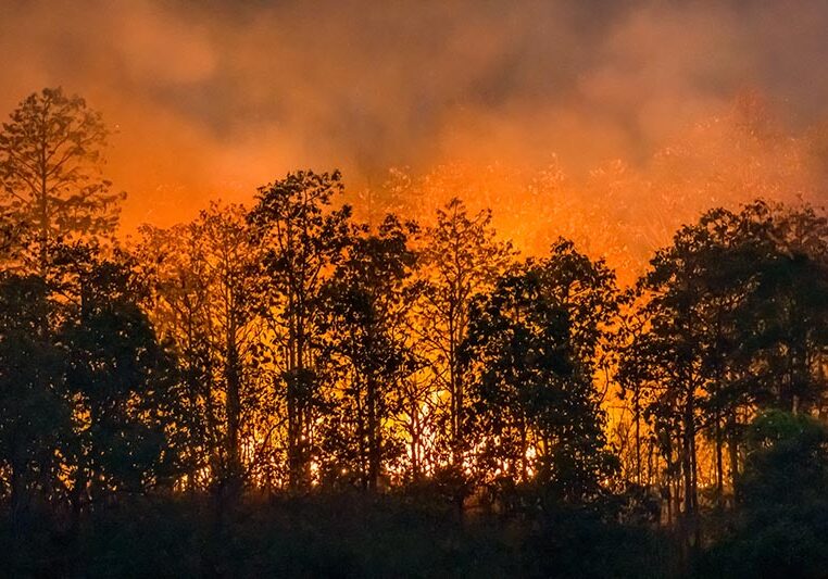 forest fire disaster is burning caused by human